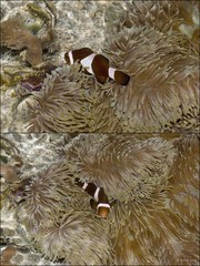 Amphiprion ocellaris•&copy; Rene Ong•All Rights Reserved