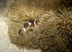 Amphiprion ocellaris•&copy; Rene Ong•All Rights Reserved