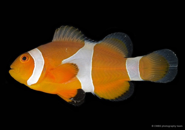 Amphiprion ocellaris•&copy; CMBS photography team•All Rights Reserved