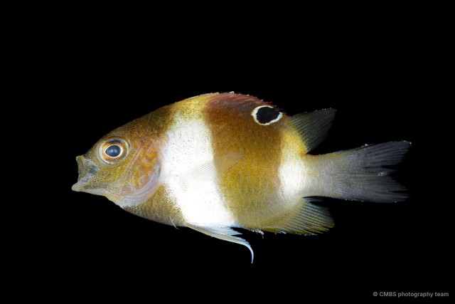Dischistodus sp. "cf. prosopotaenia"•&copy; CMBS photography team•All Rights Reserved