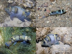 Dischistodus fasciatus•&copy; Ria Tan•All Rights Reserved