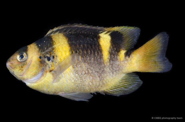 Dischistodus fasciatus•&copy; CMBS photography team•All Rights Reserved