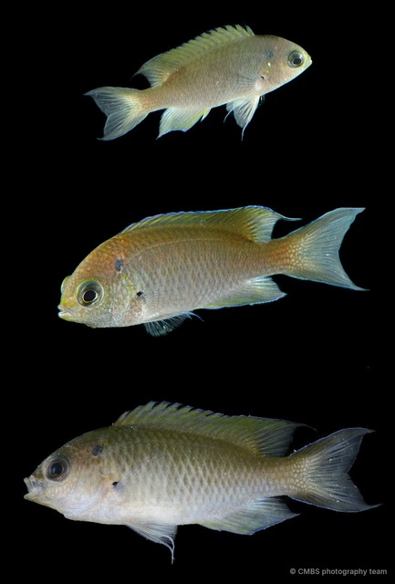 Neopomacentrus sp. "SS-4385"•&copy; CMBS photography team•All Rights Reserved