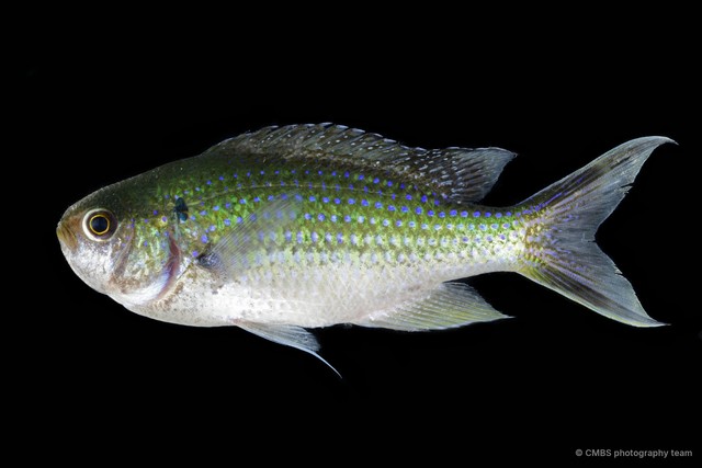 Neopomacentrus anabatoides•&copy; CMBS photography team•All Rights Reserved