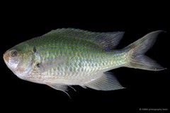 Neopomacentrus anabatoides•&copy; CMBS photography team•All Rights Reserved