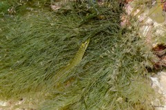 Congrogadinae sp. "f1254ba8"