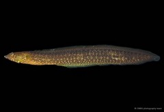 Congrogadus subducens•&copy; CMBS photography team•All Rights Reserved
