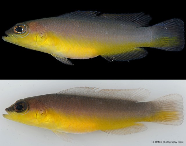 Pseudochromis sp. "cf. ransonnetti"•&copy; CMBS photography team•All Rights Reserved