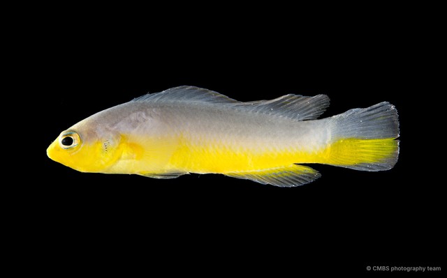 Pseudochromis ransonneti•&copy; CMBS photography team•All Rights Reserved