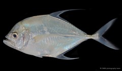 Atropus mentalis