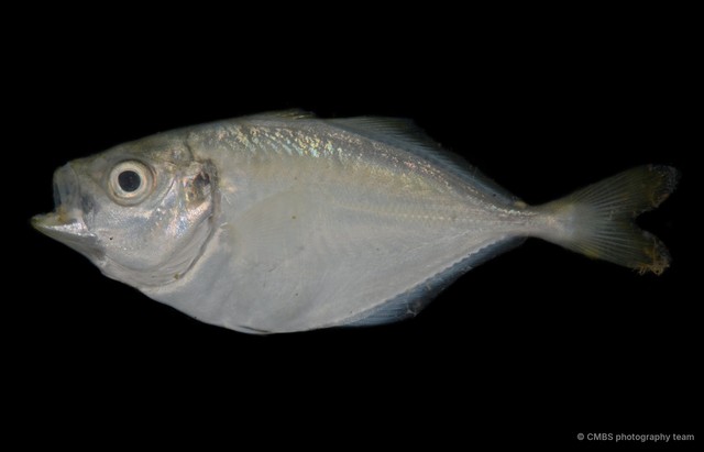 Carangoides sp. "cf. pracustus"•&copy; CMBS photography team•All Rights Reserved