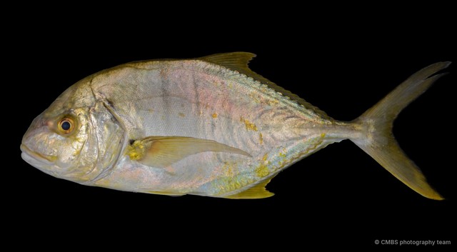 Gnathanodon speciosus•&copy; CMBS photography team•All Rights Reserved