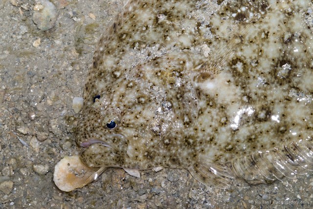 Paralichthyidae sp. "0c4fc5a6"•&copy; Ria Tan•All Rights Reserved