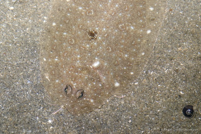Paralichthyidae sp. "0c4fc5a9"•&copy; Ria Tan•All Rights Reserved