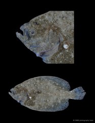 Pseudorhombus sp. "c3eda95f"
