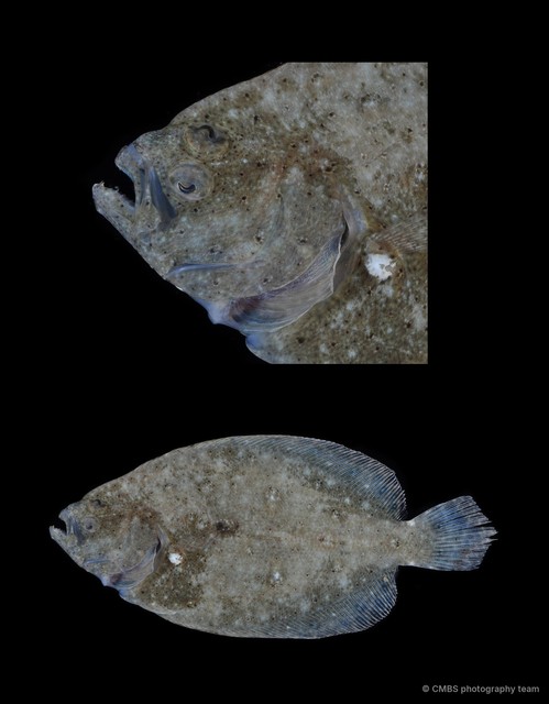 Pseudorhombus sp. "c3eda95f"•&copy; CMBS photography team•All Rights Reserved