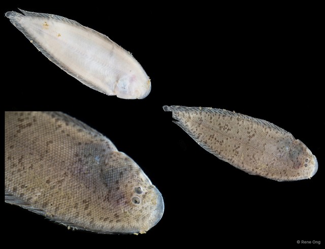 Soleidae sp. "SEA-1201"•&copy; Rene Ong•All Rights Reserved
