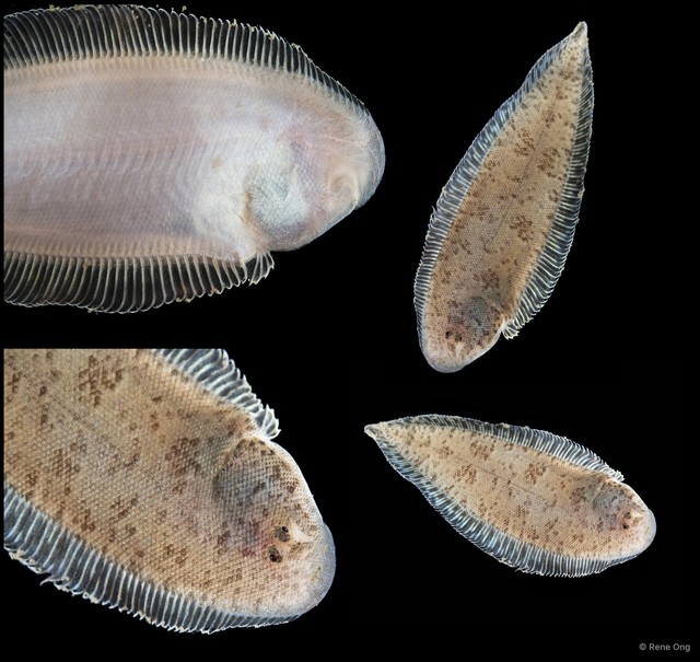 Soleidae sp. "SEA-3486"•&copy; Rene Ong•All Rights Reserved