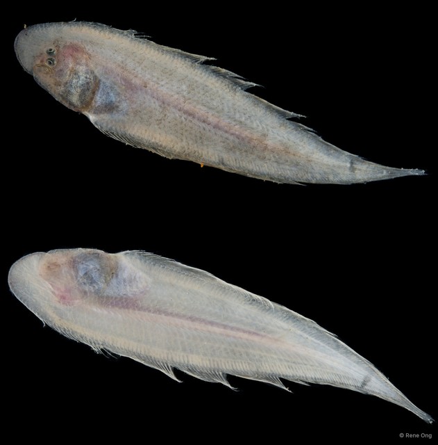Soleidae sp. "SEA-3672"•&copy; Rene Ong•All Rights Reserved