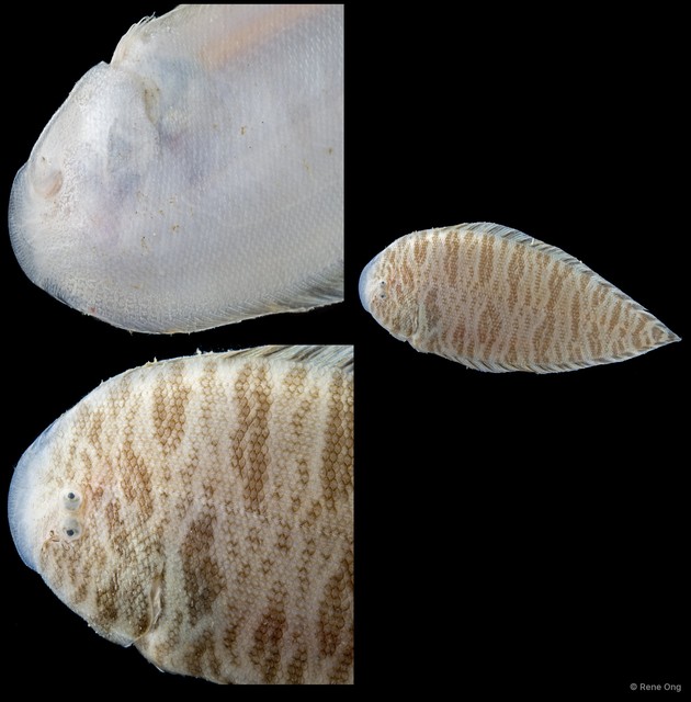 Soleidae sp. "SEA-4055"•&copy; Rene Ong•All Rights Reserved