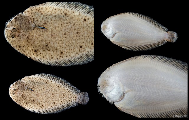 Soleidae sp. "SEA-4581"•&copy; Rene Ong•All Rights Reserved
