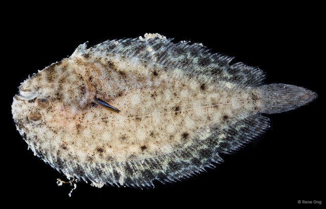 Soleidae sp. "SEA-4591"•&copy; Rene Ong•All Rights Reserved
