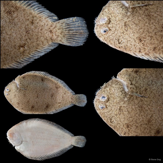 Soleidae sp. "SEA-4917"•&copy; Rene Ong•All Rights Reserved