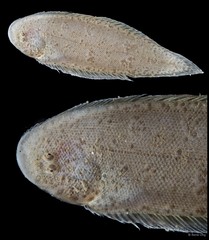 Soleidae sp. "SEA-5713"