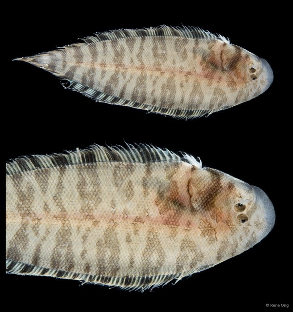 Soleidae sp. "SEA-7153"•&copy; Rene Ong•All Rights Reserved