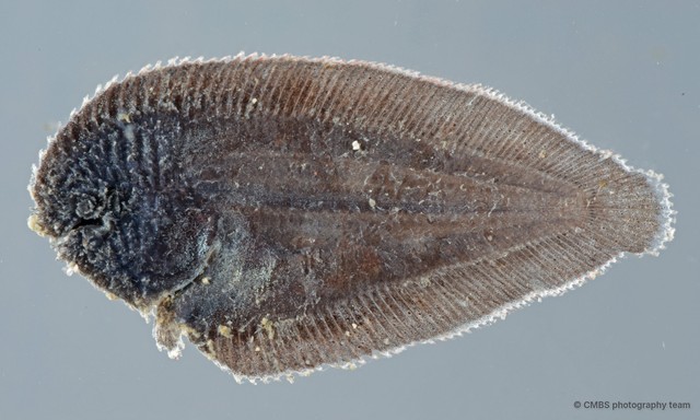 Soleidae sp. "SS-2756"•&copy; CMBS photography team•All Rights Reserved