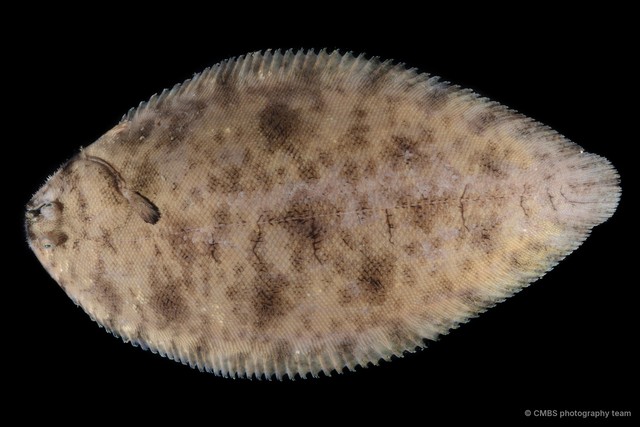 Brachirus orientalis•&copy; CMBS photography team•All Rights Reserved