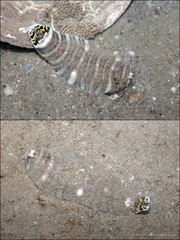 Zebrias zebra•&copy; Ria Tan•All Rights Reserved
