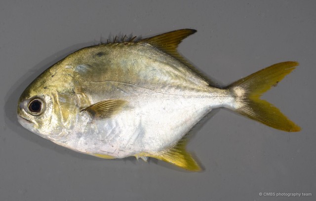 Trachinotus blochii•&copy; CMBS photography team•All Rights Reserved