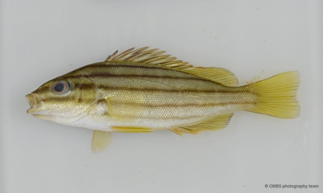 Helotes sexlineatus•&copy; CMBS photography team•All Rights Reserved