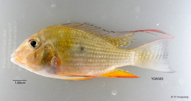 Acarichthys heckelii•&copy; Yi Youguang•All Rights Reserved