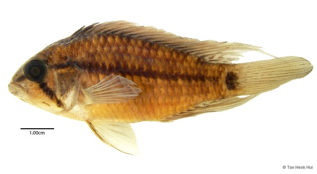 Apistogramma borellii•&copy; Tan Heok Hui•All Rights Reserved