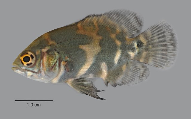 Astronotus ocellatus•&copy; Yi Youguang•All Rights Reserved
