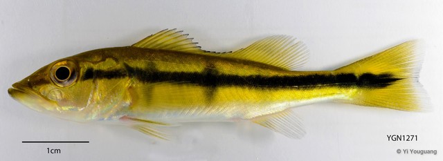 Cichla temensis•&copy; Yi Youguang•All Rights Reserved