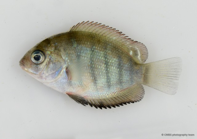 Etroplus suratensis•&copy; CMBS photography team•All Rights Reserved