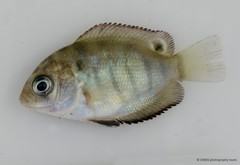 Etroplus suratensis•&copy; CMBS photography team•All Rights Reserved