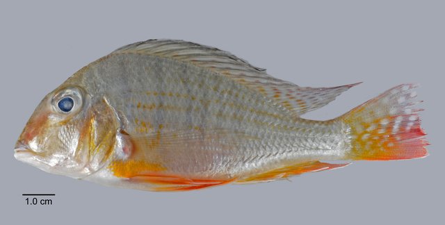 Geophagus altifrons•&copy; Yi Youguang•All Rights Reserved
