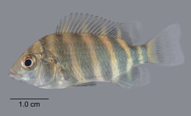 Heterotilapia buttikoferi•&copy; Yi Youguang•All Rights Reserved