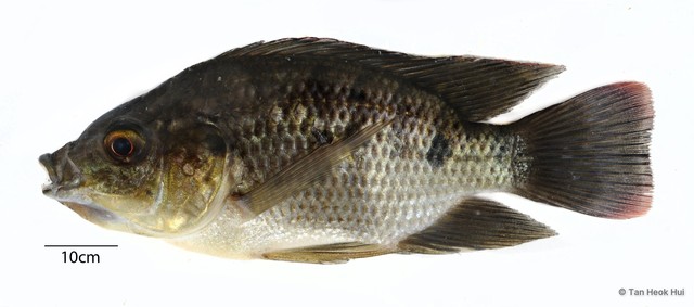 Oreochromis mossambicus•&copy; Tan Heok Hui•All Rights Reserved