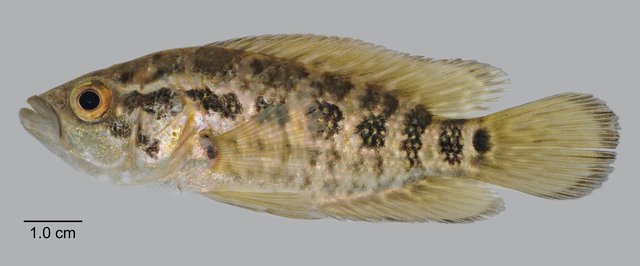 Parachromis managuensis•&copy; Yi Youguang•All Rights Reserved