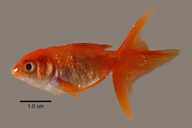 Carassius auratus•&copy; Yi Youguang•All Rights Reserved