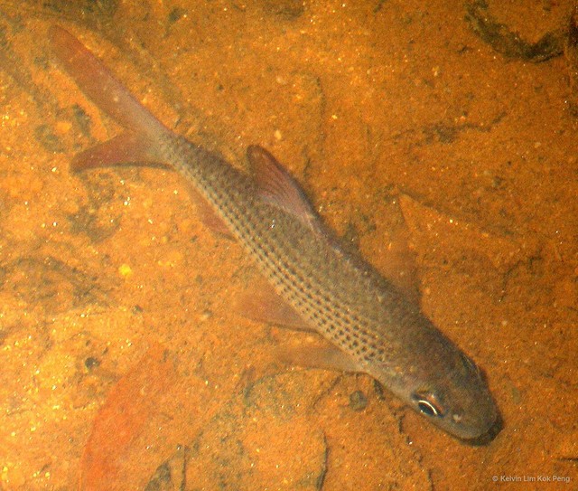 Cyclocheilichthys apogon•&copy; Kelvin Lim Kok Peng•All Rights Reserved