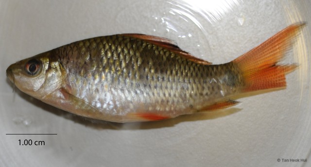 Osteochilus vittatus•&copy; Tan Heok Hui•All Rights Reserved