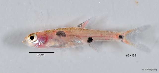 Boraras maculatus•&copy; Yi Youguang•All Rights Reserved