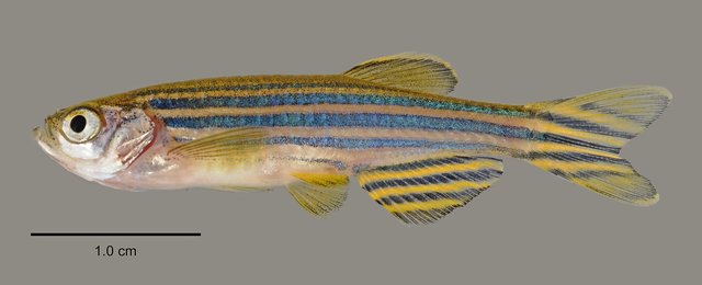 Danio rerio•&copy; Yi Youguang•All Rights Reserved