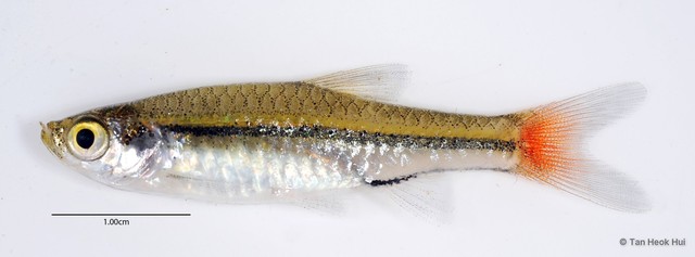 Rasbora borapetensis•&copy; Tan Heok Hui•All Rights Reserved